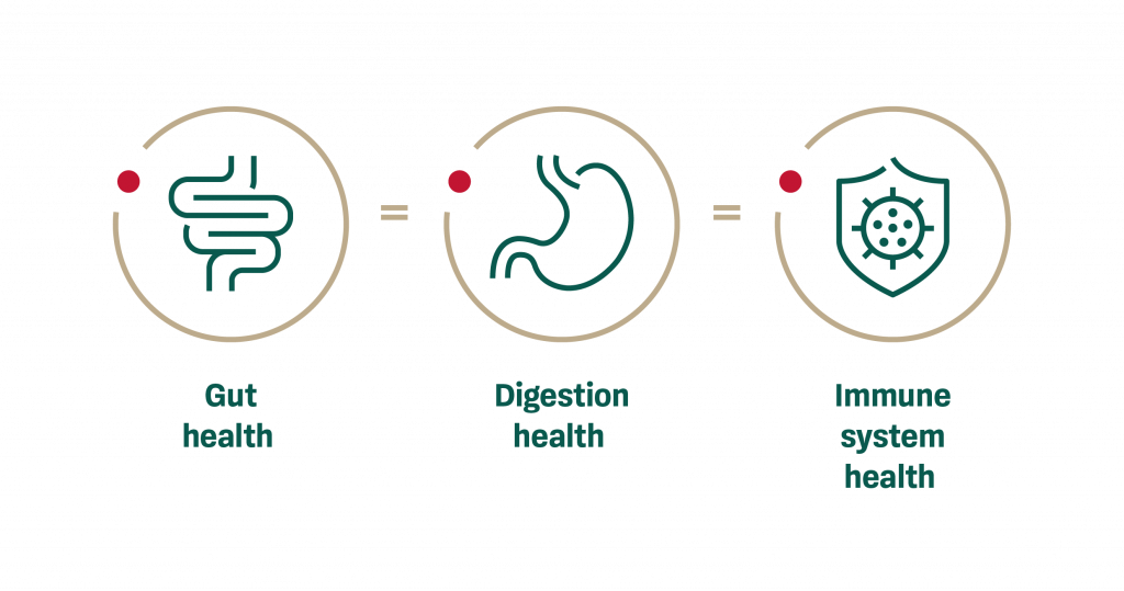 The immune system and digestive system are interconnected.